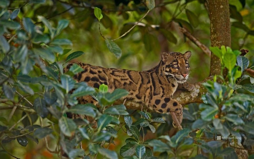 Clouded leopard