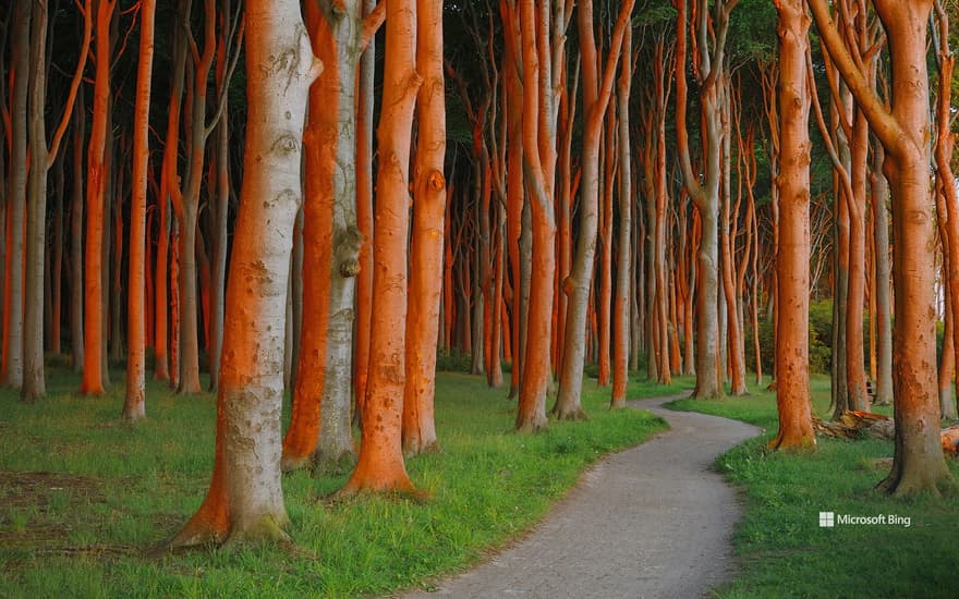 A beech forest in Nienhagen, Mecklenburg-Vorpommern, Germany