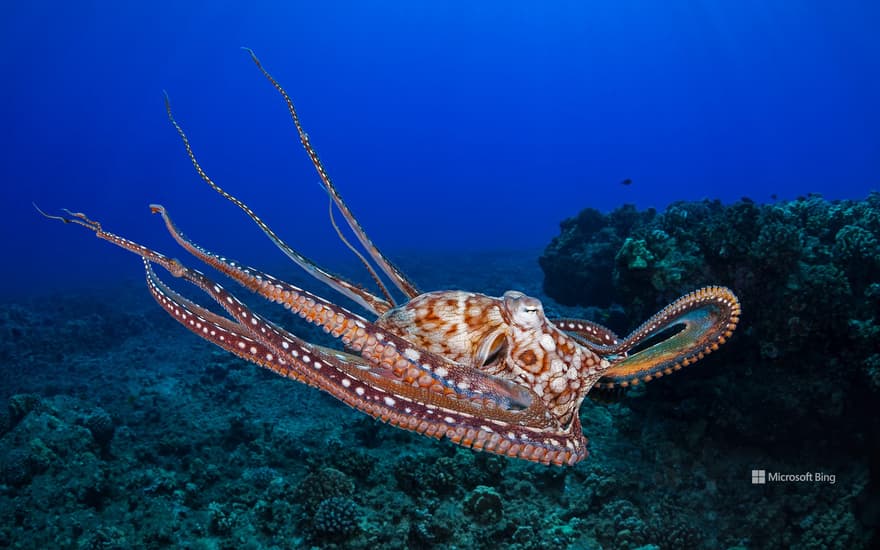 Day octopus, Maui, Hawaii, United States