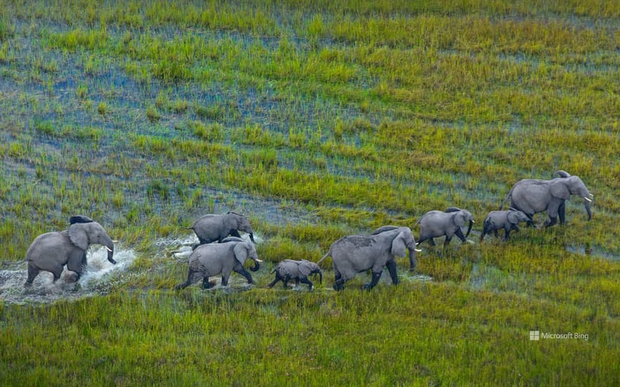 African bush elephant herd, Okavango Delta, Botswana