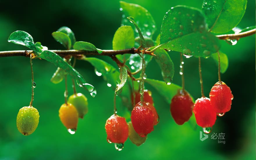 Dried date fruit covered with dew