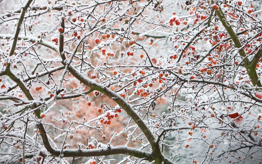 Fruits-hidden-in-the-frost-and-ice,-Göttingen