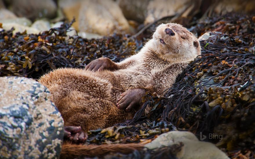 Eurasian otter in Shetland, Scotland