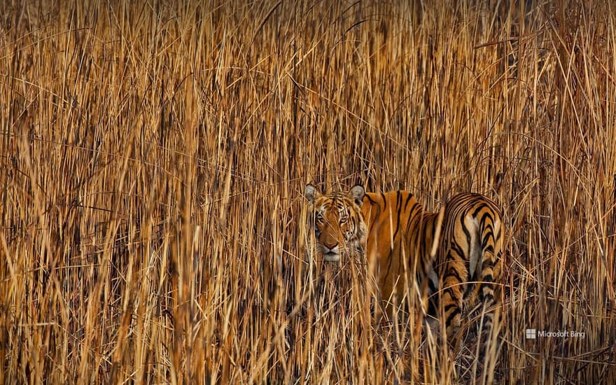 Tiger in Assam, India