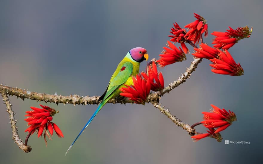 Plum-headed parakeet at Shimoga, Karnataka, India