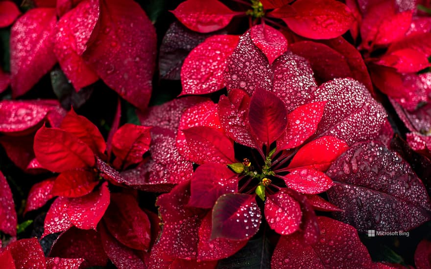 Poinsettias