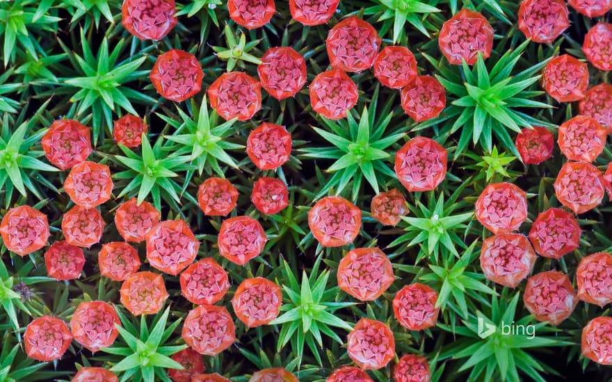 Bristly haircap moss (Polytrichum piliferum), Nijmegen, Netherlands