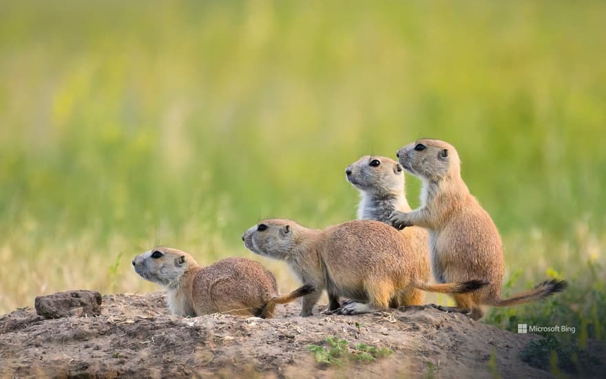 Black-tailed prairie dogs at Roberts Prairie Dog Town, Badlands National Park, South Dakota, USA