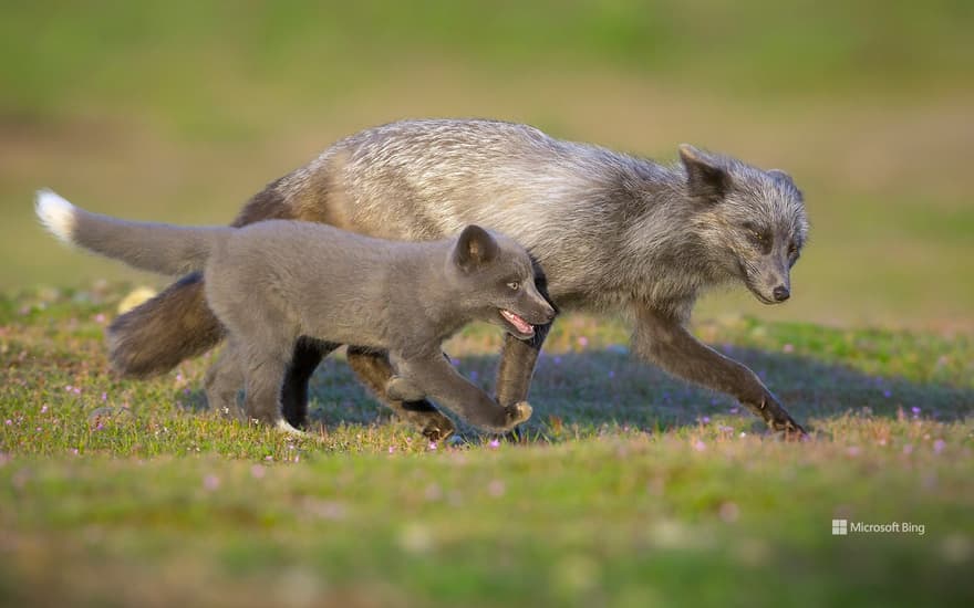 Red fox with her cub in Washington