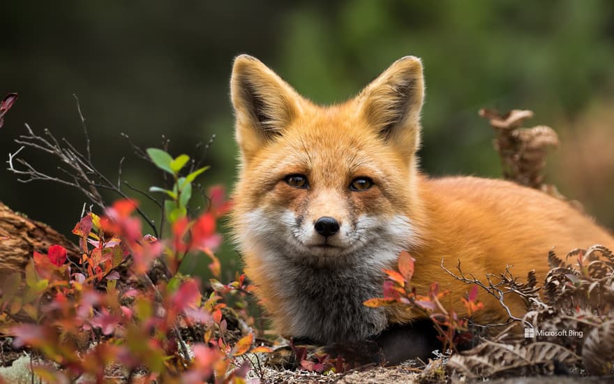 Red fox, Canada