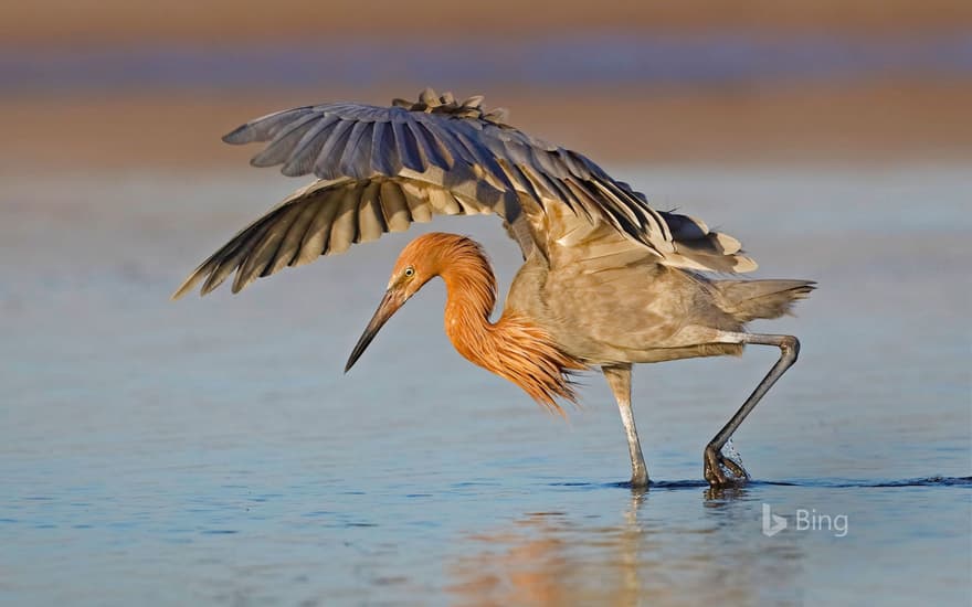 A reddish egret hunts in Fort De Soto Park, Florida