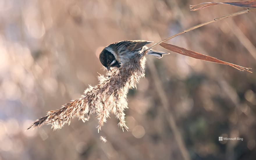 Reed bunting, Newport Wetlands, Wales