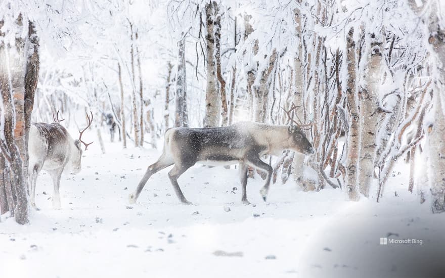 Reindeer during winter snowfall, Lapland, Finland