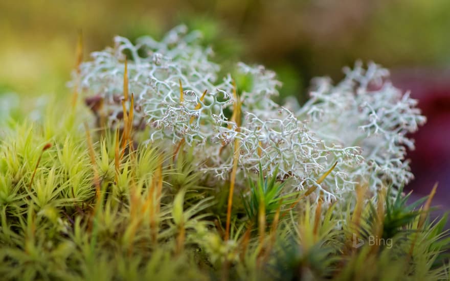 Reindeer lichen in Dartmoor National Park