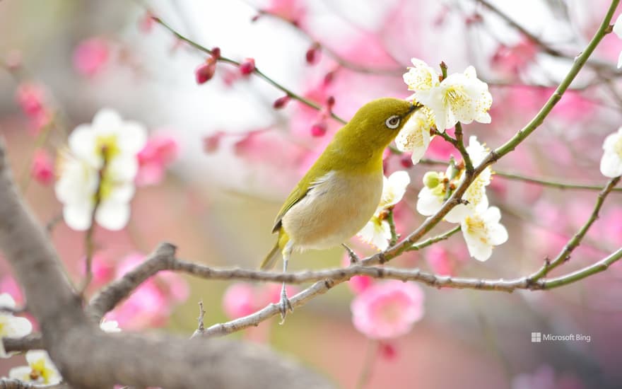 White-eye perched on a plum branch