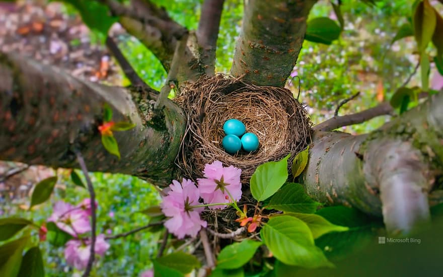 American robin eggs, New Jersey, USA