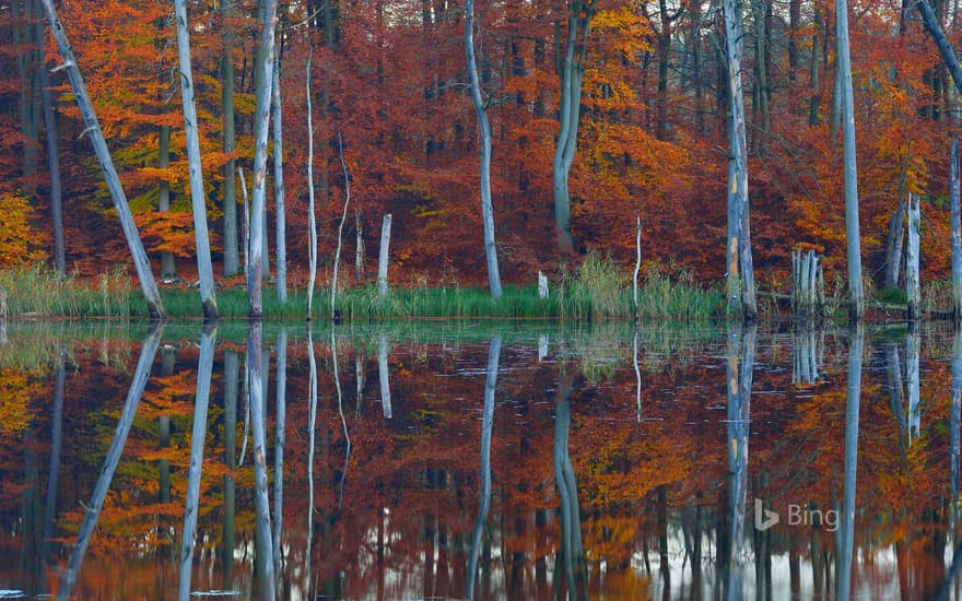 European beech and pine trees are reflected in the Schweingartensee near Carpin, Mecklenburg-Western Pomerania