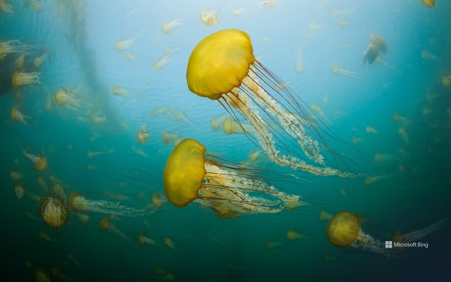 Pacific sea nettles off the coast of Carmel, California, USA