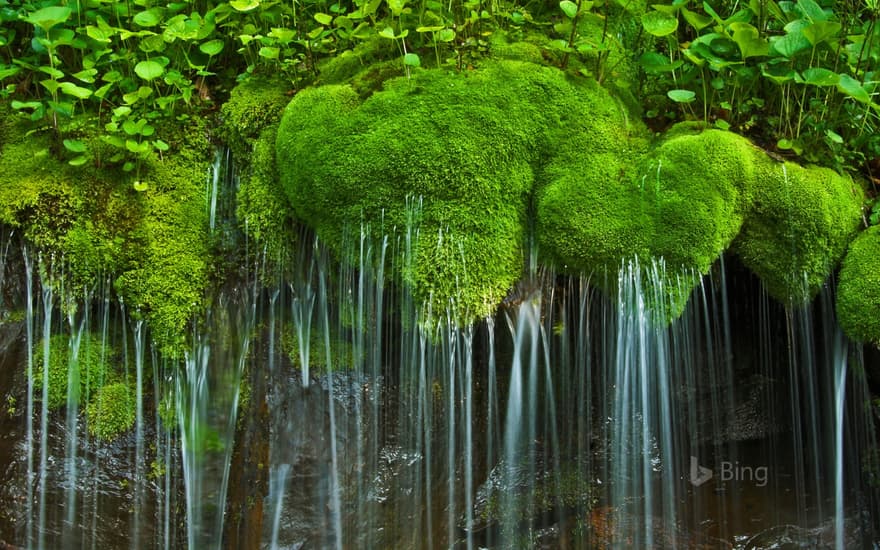 Waterfall and moss, Shenandoah National Park, Virginia