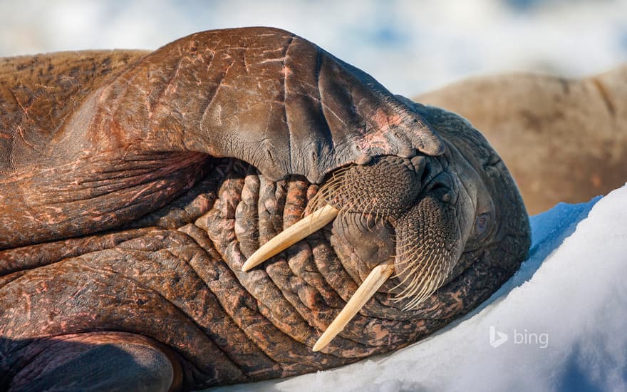 Walrus on Frozen Strait, Hudson Bay, Nunavut, Canada