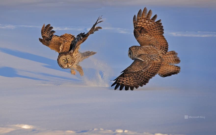 Great grey owls in Montreal, Canada