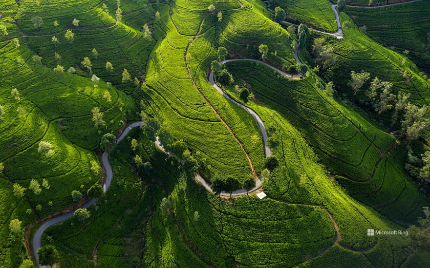 Edinburgh Tea Estate, Nuwara Eliya, Sri Lanka