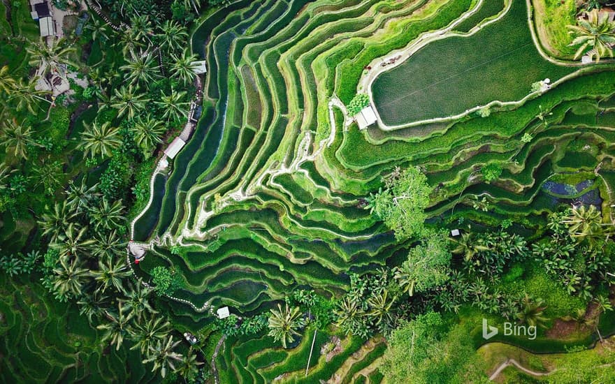 Tegallalang terrace farms in Ubud, Bali, Indonesia