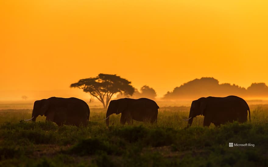 Elephant family in Amboseli National Park, Kenya