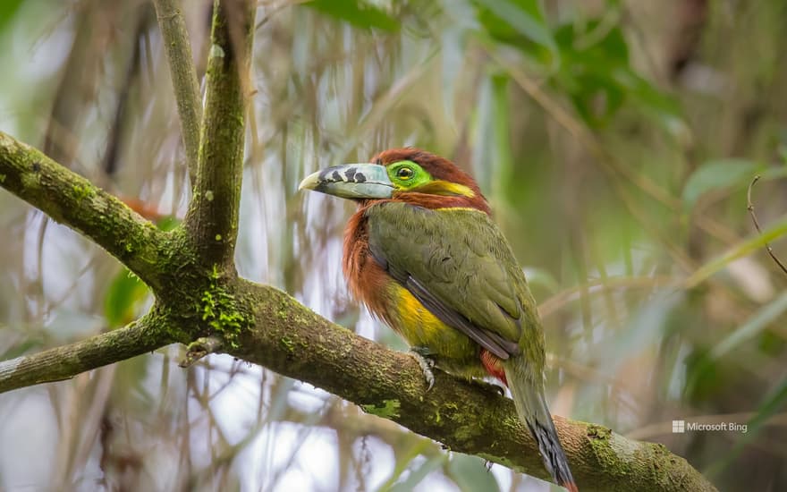 Spot-billed toucanet, Atlantic Forest, Brazil