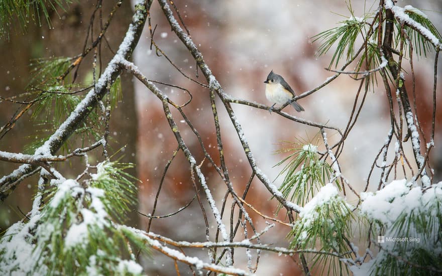 Tufted titmouse perched on pine boughs, Massachusetts