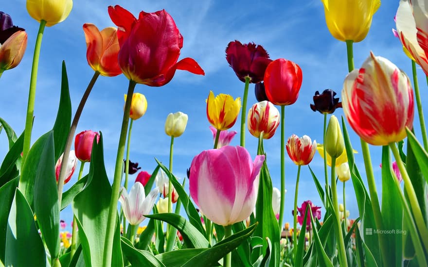 Tulip field in Miesbach, Bavaria, Germany