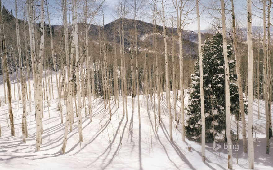 Aspen forest in the Wasatch Mountains, Utah