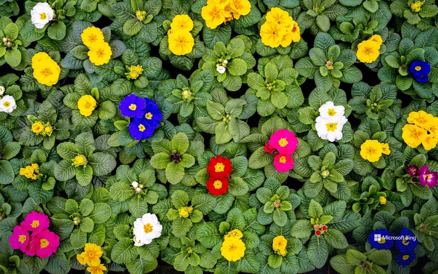 Stemless primroses, Weener, Lower Saxony