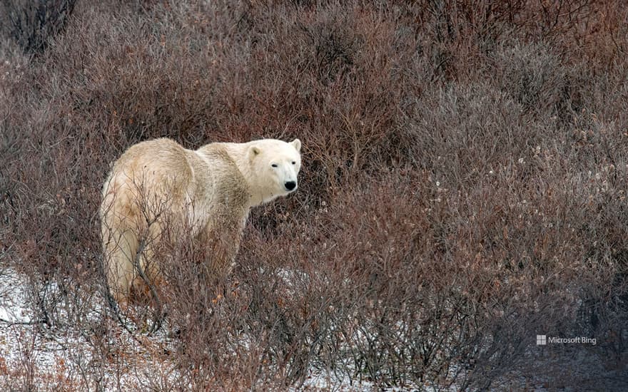Polar bear in Churchill, Manitoba, Canada