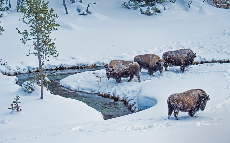 American bison, Yellowstone National Park, Wyoming, USA